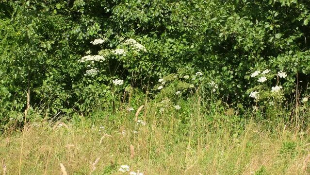  giant hogweed, dangerous neophyte in a medaow in Germany