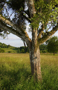Uralter Obstbaum vor idyllischer h&uuml;geliger Landschaft mit gr&uuml;nen Wiesen und bewaldeten St&uuml;cken. 