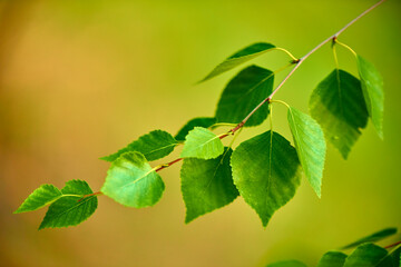 green leaves background