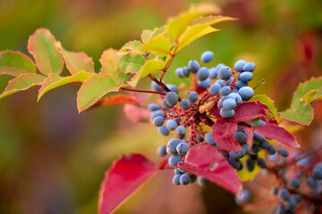 close up of red and yellow leaves