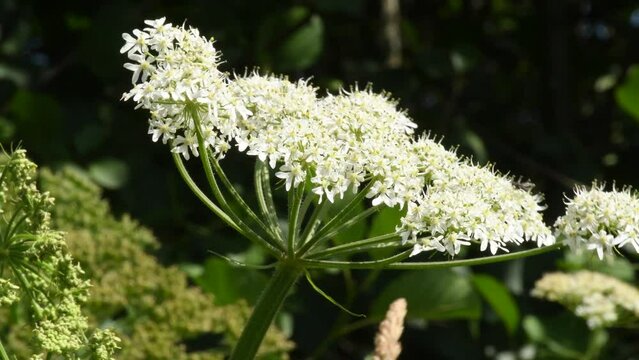  giant hogweed, dangerous neophyte in a medaow in Germany
