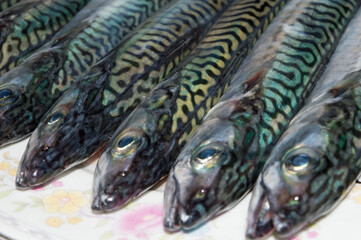 Raw saltwater fish Atlantic mackerel, Scomber scombrus on a white plate, raw seafood from Adriatic...