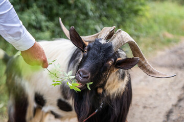 black billy goat on a farm