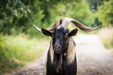 black billy goat on a farm.
