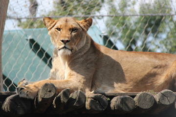 lioness in a zoo in vienna (austria) 