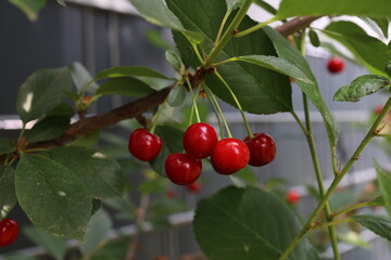 Ripe cherries hanging on branches in the garden