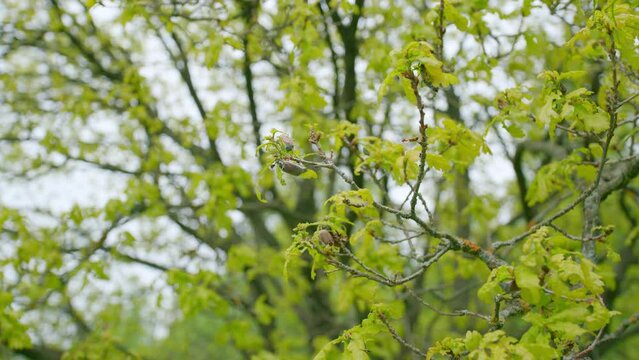 May beetles creep along the green branch of the bush. Cockchafer, also maybug, maybeetle, doodlebug. Wide shot.