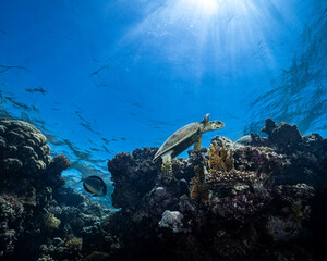 Hawksbill turtle as Ras El-Quseir, Egypt