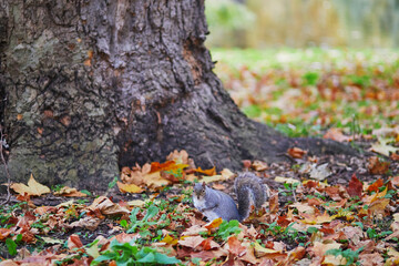 Squirrel eating nuts in St. James park of London