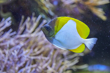 Yellow pyramid butterflyfish in the coral reef. (Hemitaurichthys polylepis)