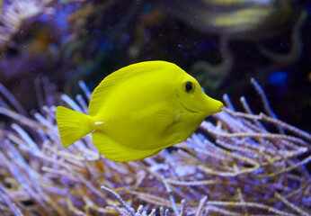 Yellow lemon fin surgeonfish in coral reef. (Zebrasoma flavescens)