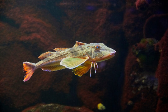 「Chelidonichthys」の写真素材 | 155件の無料イラスト画像 | Adobe Stock