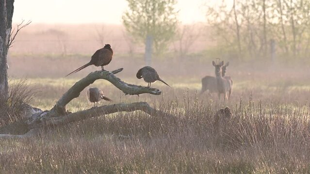Pheasant cock sitting with several hens on dead tree trunk with roe deer in background in morning fog, north rhine westphalia, spring, (phasianus colchicus), germany