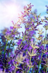 Fototapeta premium Flowers of Lavender over blue sky .Beauty natural background