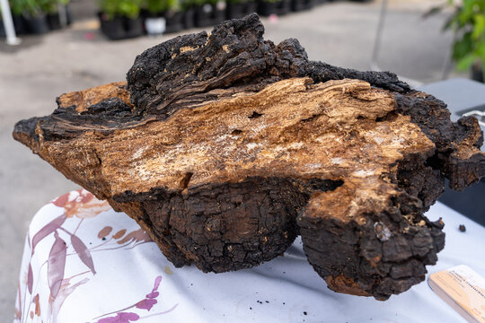  A piece of chaga (Inonotus obliquus) on the table for sale at a farmer’s market in Buffalo, NY, USA. Chaga is a fungus in the family Hymenochaetaceae.