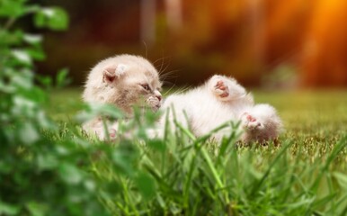 Cute young cat relaxing outdoors against green grass in spring garden.