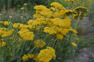 Parkers Variety yarrow flowers - Latin name - Achillea filipendulina Parkers Variety © wiha3
