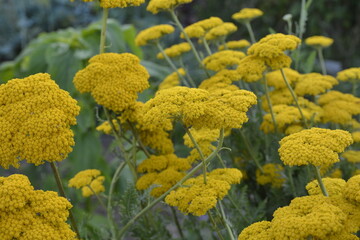 Parkers Variety yarrow flowers - Latin name - Achillea filipendulina Parkers Variety © wiha3