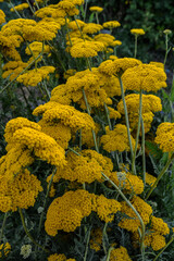 Parkers Variety yarrow flowers - Latin name - Achillea filipendulina Parkers Variety © wiha3