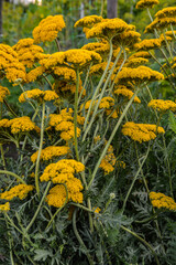 Parkers Variety yarrow flowers - Latin name - Achillea filipendulina Parkers Variety © wiha3