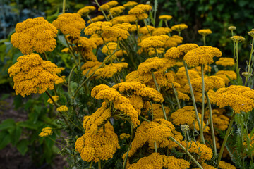 Parkers Variety yarrow flowers - Latin name - Achillea filipendulina Parkers Variety © wiha3