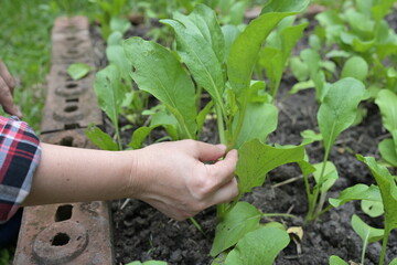 Farmers are using their right hands to collect the produce of False pakchoi, Mock pakchoi plant grown in organic farms. Scientific name Brassica rapa L. (Brassica pekinensis var. laxa Tsen - S.H.Lee) 