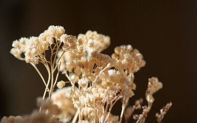 Close-up view of the dry flower for arrangement