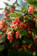 Ripe red currant berries (Ribes rubrum) on a bush branch