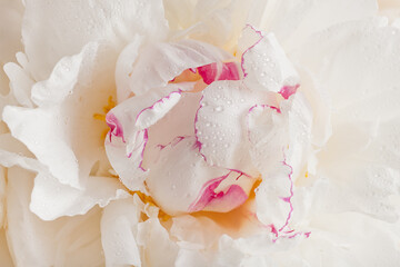 white peony flower close-up floral background with water drops, selective focus