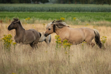 Wild Konik mare in focus with black blond mane flowing and two foals in natural landscape with...