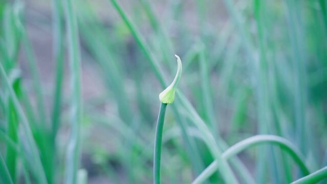 Arrow of onions close-up on the garden bed. Inflorescence of green onions. Smooth slow motion camera, parallax