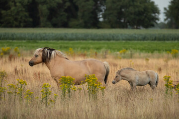 Wild Konik mare in focus with black blond mane flowing and foal in natural landscape with grasses and ragwort in a blurred foreground and background at Eexterveld, Drente in the Netherlands © photodigitaal.nl