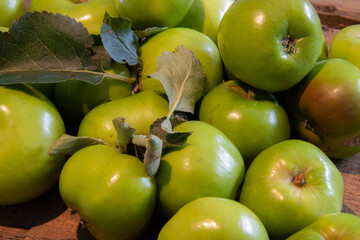 green apples on the vine