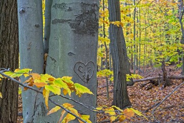 Symbol of love marks the trunk of a tree surrounded by autumn colored leaves in the woodlands
