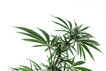 cannabis marijuana plant outdoors