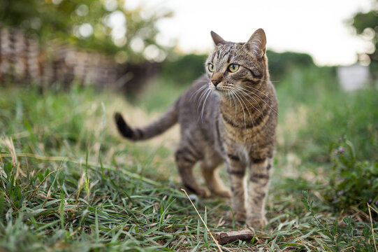 gray striped cat walking in nature