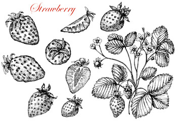 Strawberry. Berries and plant with flowers, leaves . Black and white stock illustration. Sketch. Hand drawn. Isolated. Engraving. Tattoo. Great for vegetarian food labeling, packaging and design