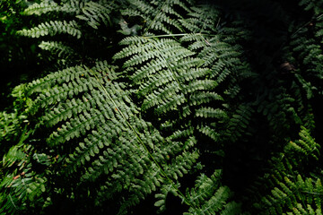 Wall full of green leaf tropical plants for background use.