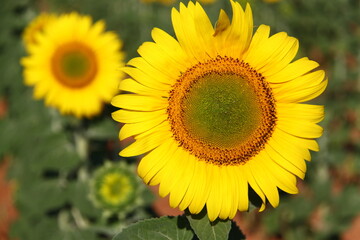 Girasol 