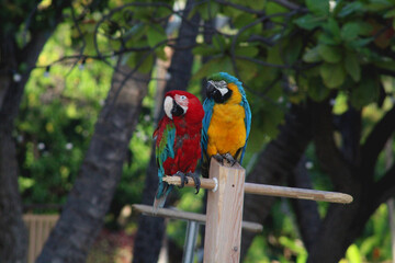 blue and yellow macaw