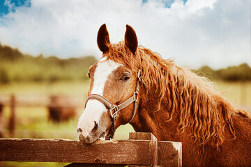 Portrait of a cute sorrel horse with a curly mane that bites the wooden fence of the paddock on a...