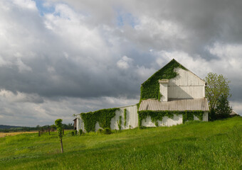 Old abandoned white barn with ivy growing on it's walls