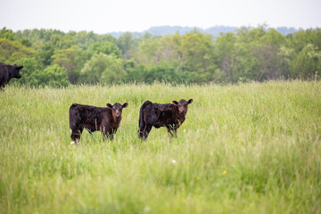 Two calves staring at the camera in an overgrown pasture