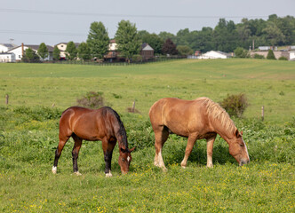Naklejka na ściany i meble Standard bred and Belgian horses standing side by side grazing in a pasture