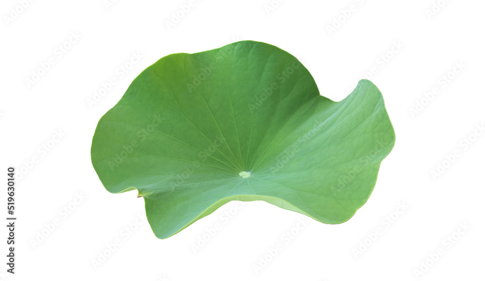 Canvas Prints isolated waterlily or lotus plants with clipping paths.
