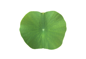 Fototapeta na wymiar Isolated waterlily or lotus plants with clipping paths.