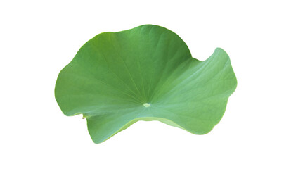 Isolated waterlily or lotus plants with clipping paths.