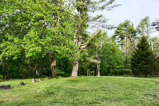 Image of a mowed rolling lawn with full trees and older tree stumps