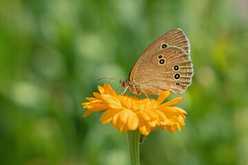 Ringlet butterfly (Aphantopus hyperantus) on a marigold blossom.