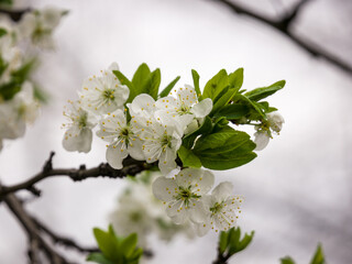 Pear tree flowers on a branch. Spring, cloudy. Close-up
